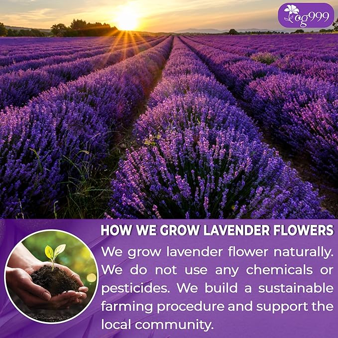 120 Lavender Flower Tea Bags, 100% Natural & Pure from Lavender Flowers. Loose Flower Lavender Herbal Tea. Lavender Flower Tea. No Sugar, No Caffeine, No Gluten, Vegan.-GravixFit